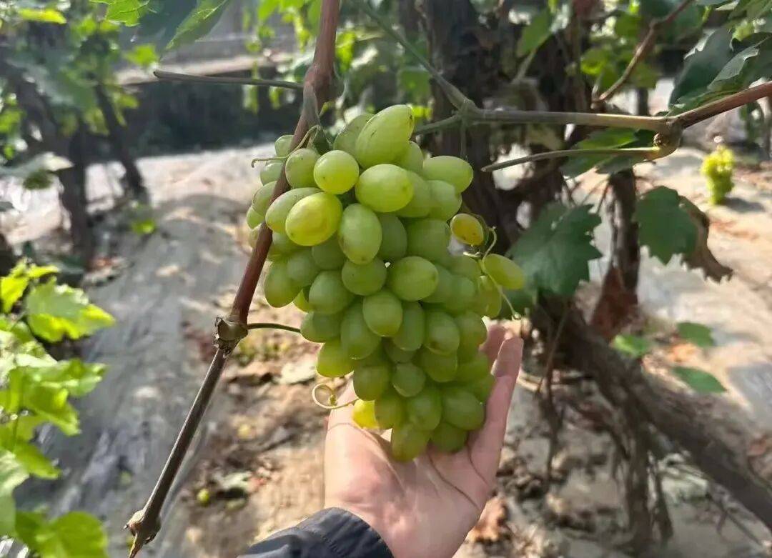 “采摘经济”兴农旅 乡村振兴添活力